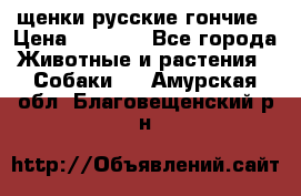 щенки русские гончие › Цена ­ 4 000 - Все города Животные и растения » Собаки   . Амурская обл.,Благовещенский р-н